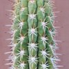 Trichocereus_chilensis